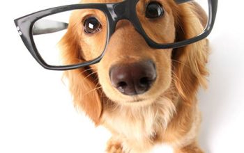 10 Reasons Why Your Dog Ignores Your Commands
